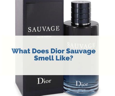 what does dior sauvage smell like|which sauvage smells the best.